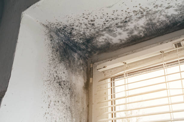 Affordable Mold Cleanup solutions in Osceola Mills, PA